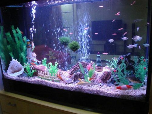 “西户楼房养鱼，鱼缸摆放攻略！”