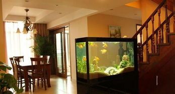 “西户楼房养鱼，鱼缸摆放攻略！”