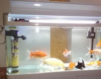 鱼缸过滤泵安装攻略,宠物鱼缸必备!