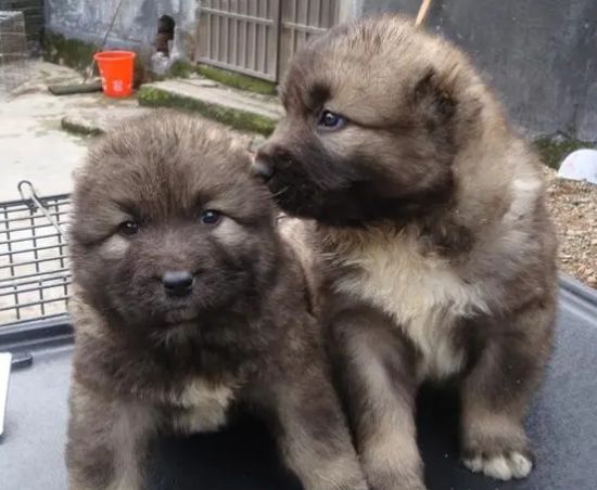 养殖狗吃什么好又便宜