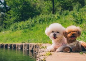 养殖宠物能赚钱么?现在养殖什么宠物可以赚钱?配图