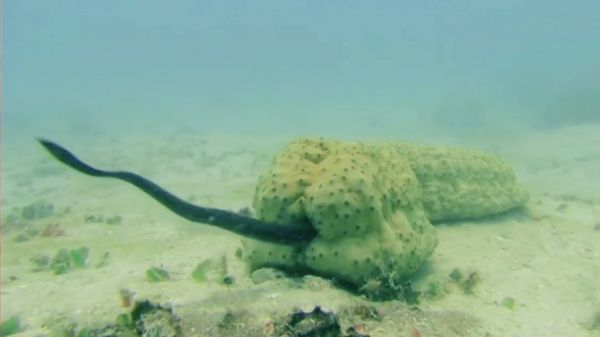 喜欢钻海参屁股的鱼，并在海参体内长久居住