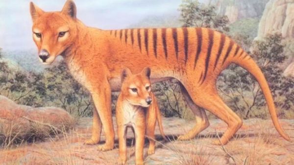 已灭绝的国宝动物袋狼，且看且珍惜