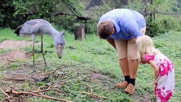 鸟中哈士奇鲸头鹳，又萌又呆还会给人鞠躬