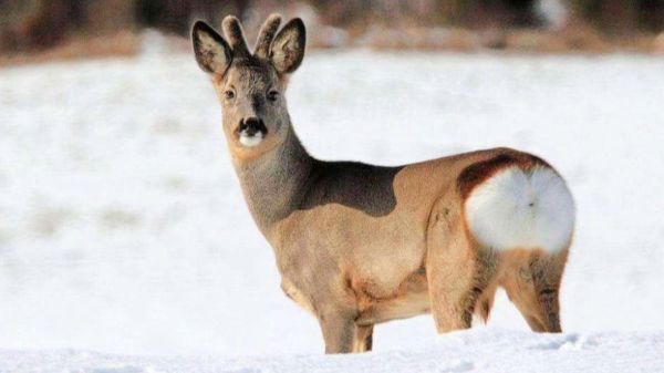 东北神兽狍子打底傻不傻，为何要在狍子前面加个傻字