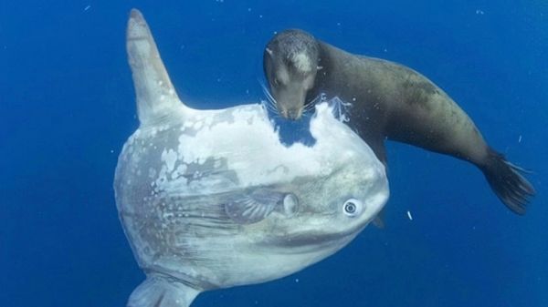 海洋自助餐翻车鱼，鱼界里的奇葩