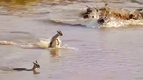 戳人心弦的母爱，羚羊妈妈救子命丧鳄口