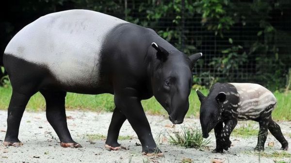 动物界的五不像，跟大熊猫一样是国宝
