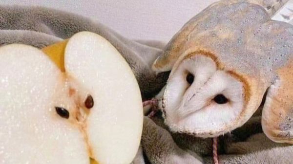 脸型长得像切开苹果的鹰你见过吗