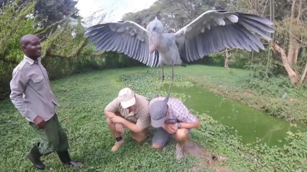 鸟中哈士奇鲸头鹳，呆萌又沙雕