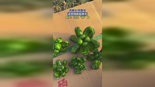 青椒长得像花！造型别致超神奇，网友：这是“花”椒