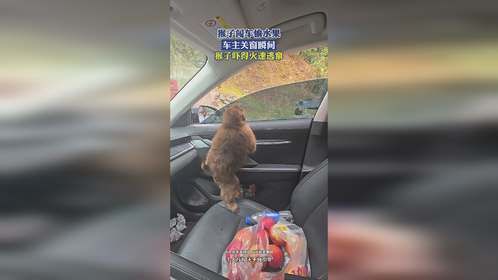 猴子闯车偷水果！车主关窗瞬间，猴子吓得火速逃窜