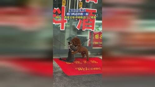 猫狗双向奔赴！绑门两边仍抱一起，网友：看来父母不同意这门“婚事”
