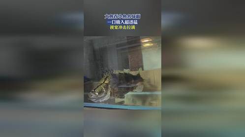 大鱼吞小鱼名场面！一口吸入超迅猛，视觉冲击拉满