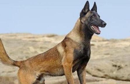 马犬的特点和性格!