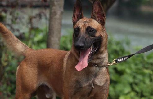 马犬的特点和性格!