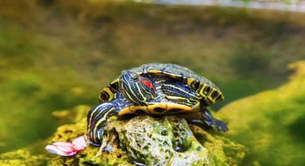 5个必备元素,让你的龟缸变成龟儿的天堂!