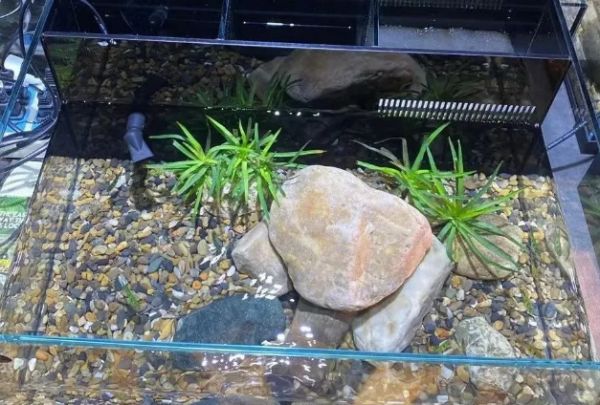 5个必备元素,让你的龟缸变成龟儿的天堂!