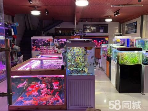 森森水族·长沙上门清洗鱼缸清洗 鱼缸安装 真水草造景 鱼缸消毒 清理鱼缸清理鱼池清洗鱼池清理 鱼缸造景鱼缸养护鱼缸修理鱼缸维修鱼缸定制鱼缸定做鱼缸出售鱼缸搬运鱼缸