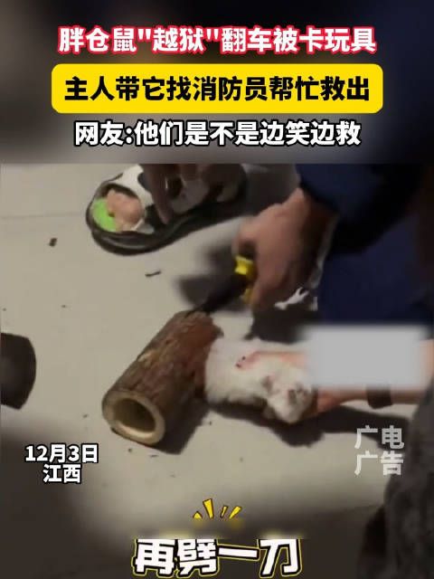 仓鼠越狱被卡玩具,消防员救援成功