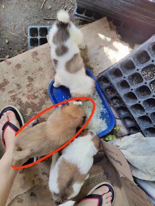 同安宠物救助(同安宠物领养中心)