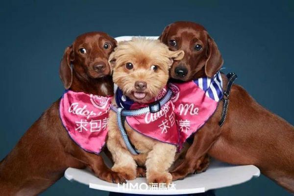 同安宠物救助(同安宠物领养中心)