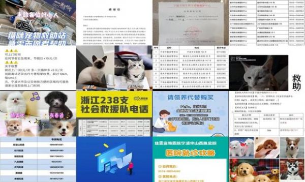 宁波宠物救助热线电话