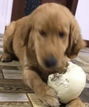 狗不能长期以馒头为主食的原因（探究狗不能长期以馒头为主食的原因及替代品推荐）