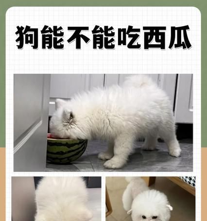 狗不能长期以馒头为主食的原因（探究狗不能长期以馒头为主食的原因及替代品推荐）