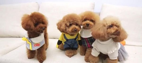 狗不能长期以馒头为主食的原因（探究狗不能长期以馒头为主食的原因及替代品推荐）