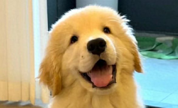 2025宠物消费趋势:宠物消费已成刚需