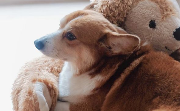 2025宠物消费趋势:宠物消费已成刚需