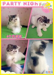 繁殖宠物猫怎么销售