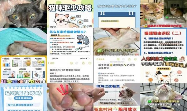 猫咪驱虫要去店里驱吗