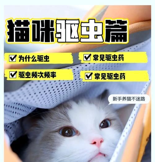 养猫之后必须注意的驱虫问题（宠物健康从细节开始，）