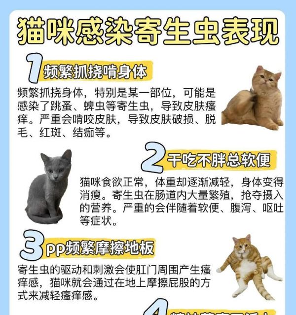 养猫之后必须注意的驱虫问题（宠物健康从细节开始，）