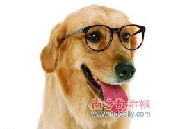 训练狗狗，宠物店价格揭秘！