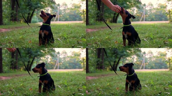 狗训练宠物执行主人的指令。猎犬饲养宠物补充剂在夏季户外。顽皮的小狗猎梗品种在公园的训练课程。犬类训练