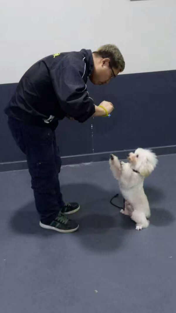比熊家庭犬寄养训练</p