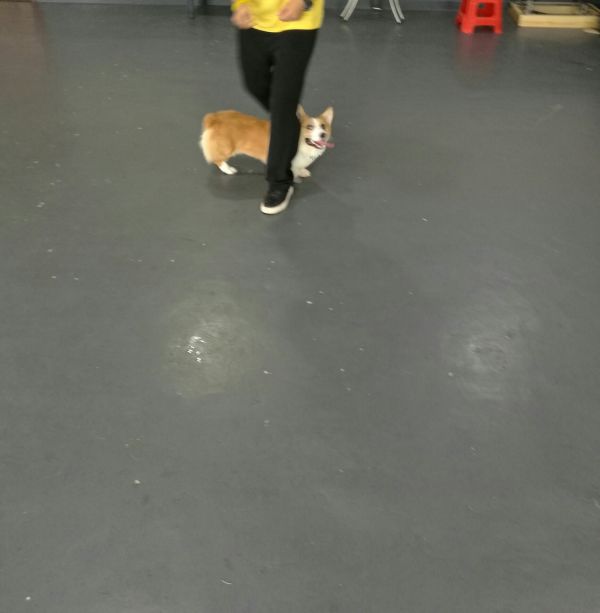 柯基寄养训宠物训练</p