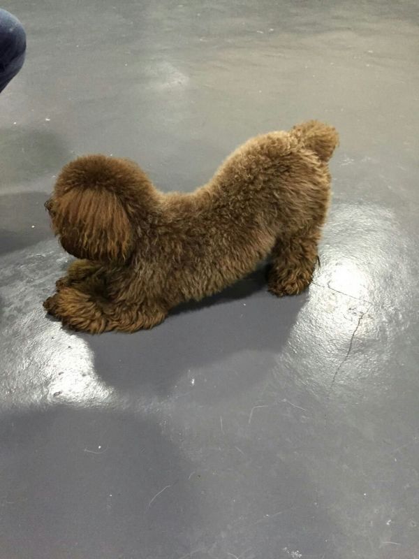 贵宾小狗训练</p