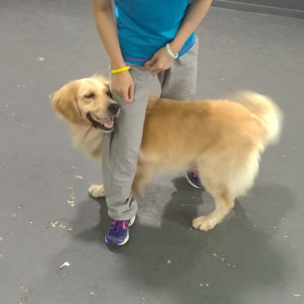 金毛寄养训小狗训练</p