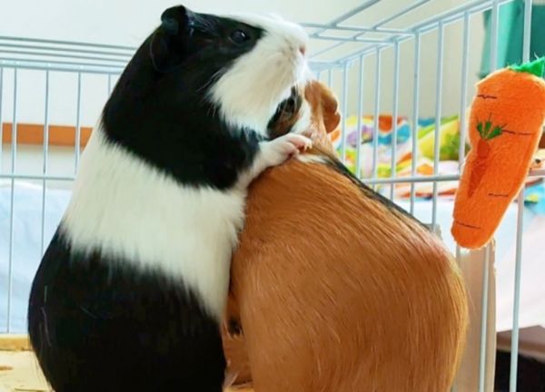 预防豚鼠传染病的有效措施的有哪些？