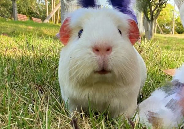 预防豚鼠传染病的有效措施的有哪些？