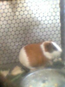 如何治疗豚鼠的球虫病