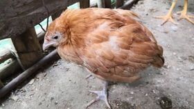 如何治疗豚鼠的球虫病