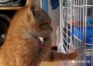 荷兰鼠宠物猫怎么养活