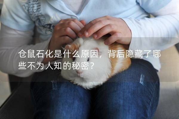 仓鼠石化是什么原因,背后隐藏了哪些不为人知的秘密?