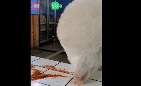 养宠物羊驼要注意些什么