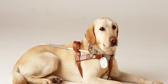 训练狗狗站立的步骤与技巧（用科学方法教会你的宠物狗站立，）